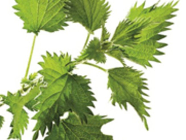 Коприва за здрава и красива коса