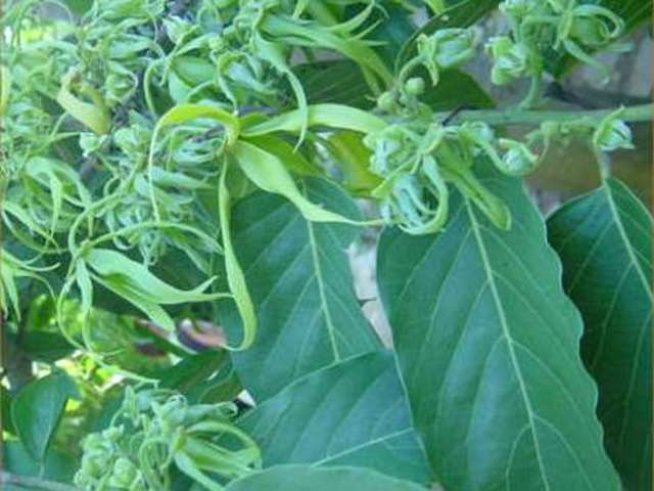 Снимка: Wikimedia Commons