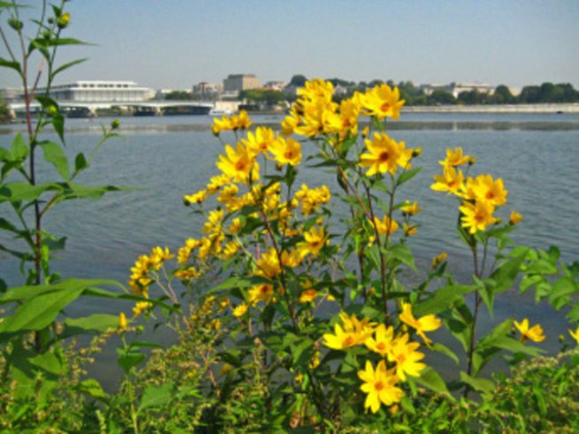 Парти за сребърната и златната сватба на баба и дядо