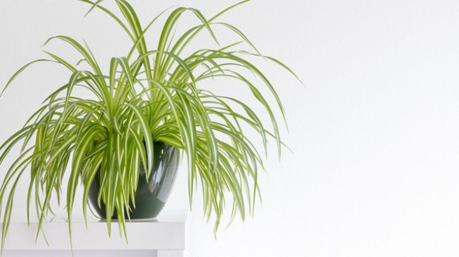 хлорофитум. Снимка: istock