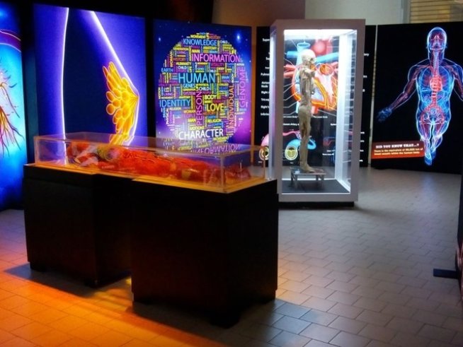 Изложбата „Човешкото тяло – Науката в нас“ удължава престоя си в София до 30-и 