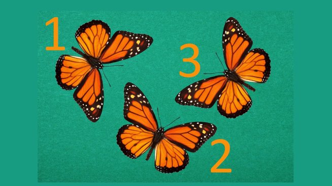 Тест: Изберете пеперуда и вижте какво ви очаква в рамките на месец.Снимка: istock