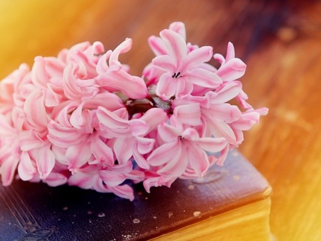 Снимка: pixabay