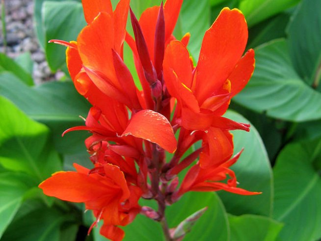 Снимка: Wikimedia Commons