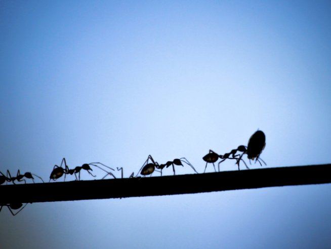 Снимка: istock