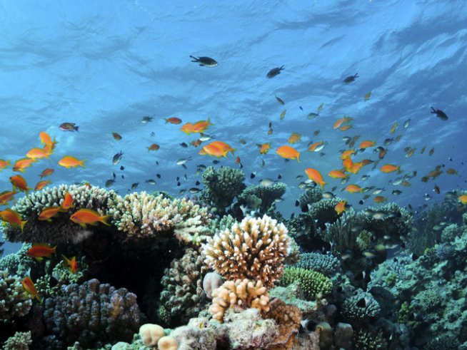 Снимка: thinkstock