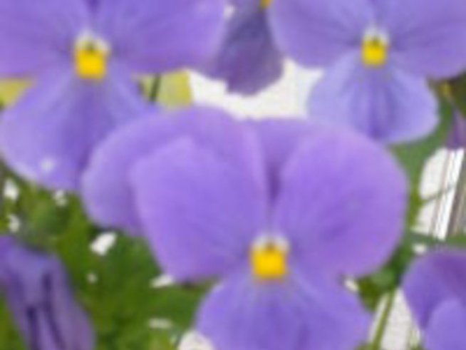 Градината през март