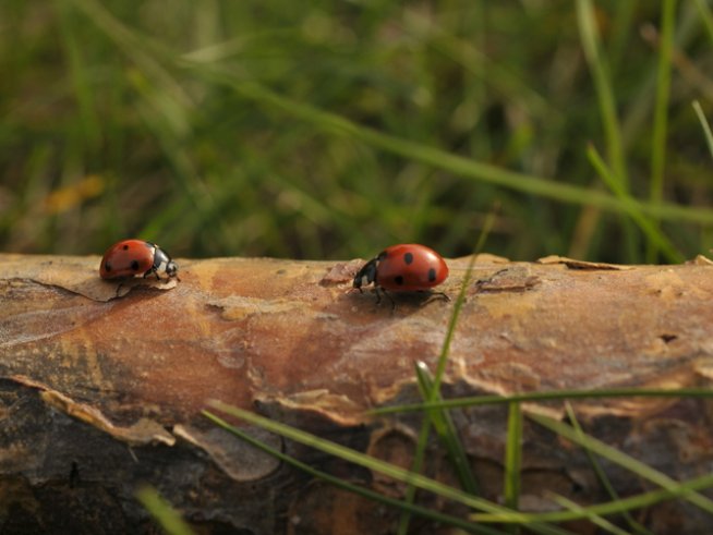 Снимка: Sxc.hu