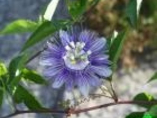 Пасифлората - красива "Мъченица"