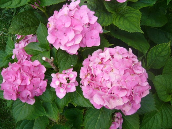 Снимка: Вергиния Генова