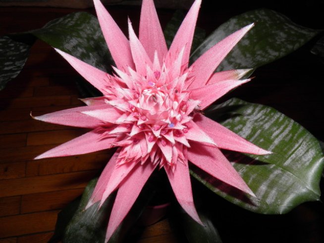 Снимка: Вергиния Генова