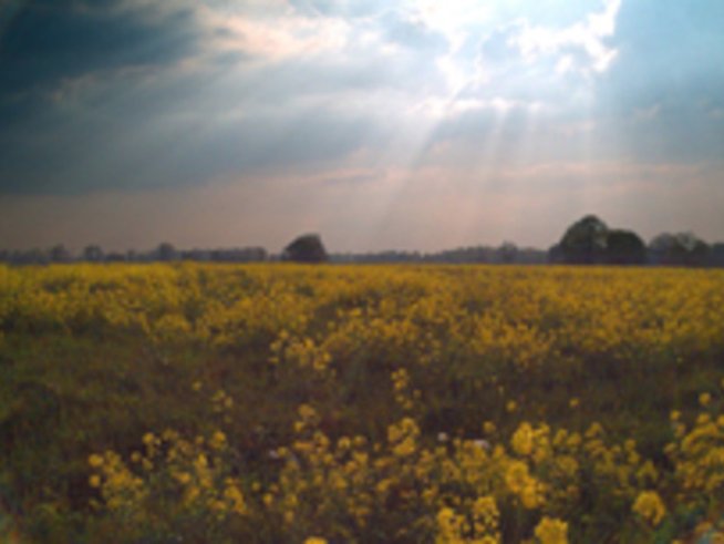 Еньова китка