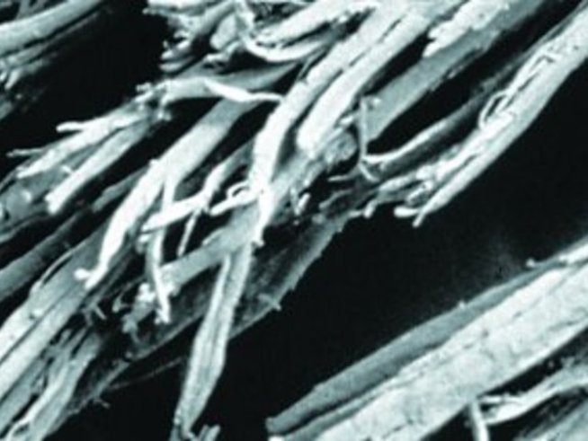 Косата - силна и нежна