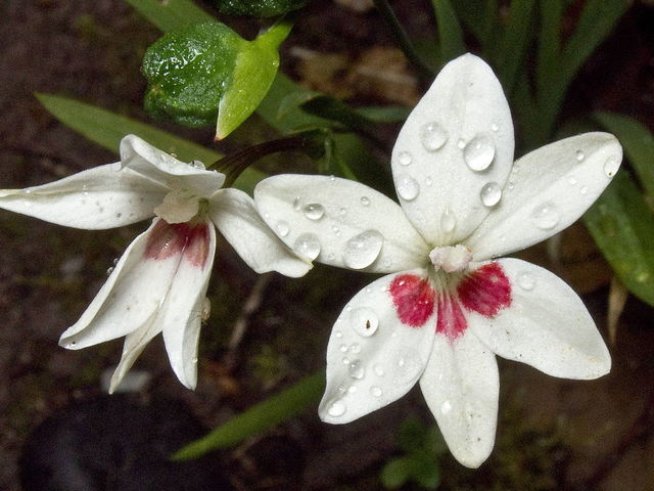 Снимка: Wikimedia Commons