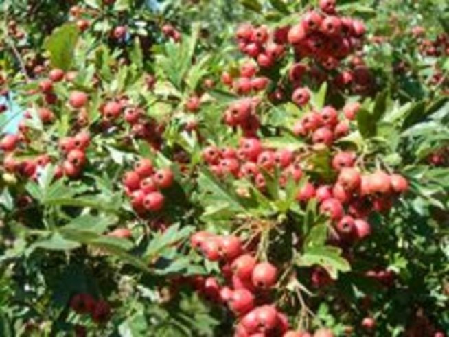 Глогът – красив и лековит