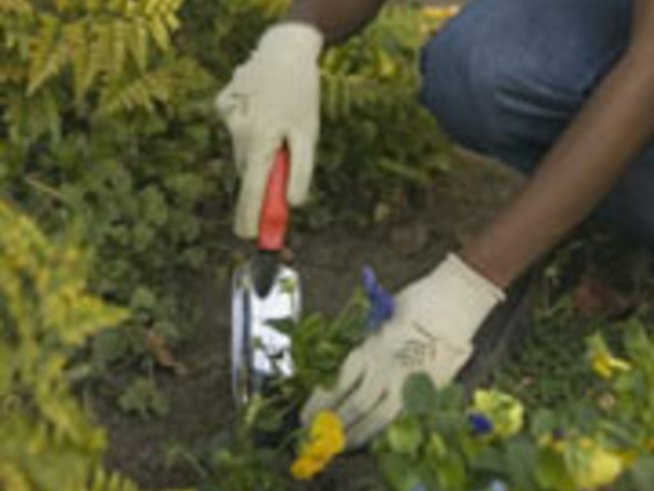 Пролетно засаждане на цветя