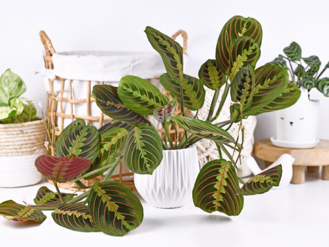 Снимка: Istock