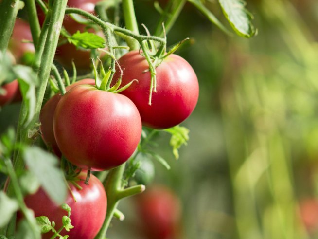 Снимка: istock