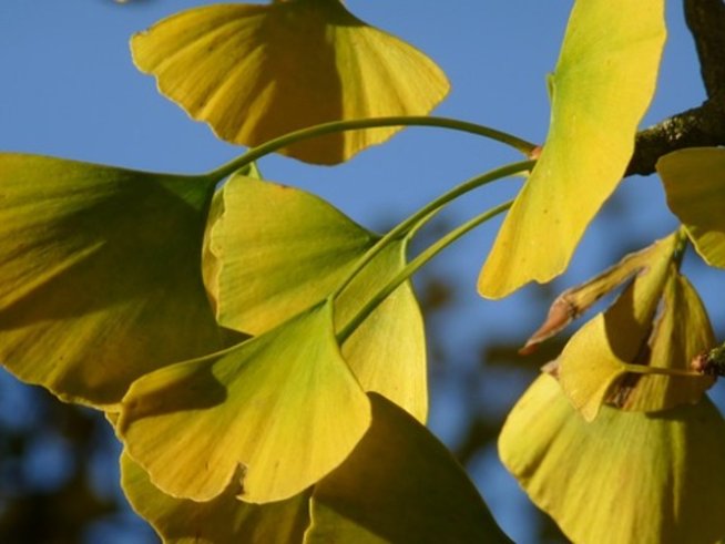 Снимка: pixabay