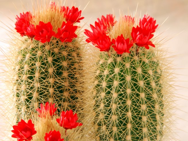 Снимка: sxc.hu