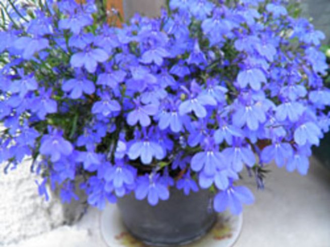 Лобелията – цветните острови на ежедневието