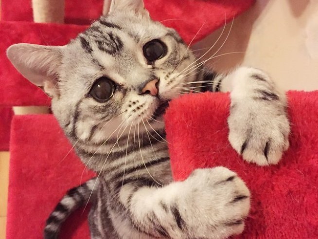 Снимка: boredpanda