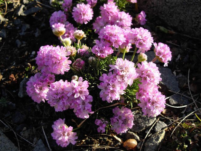 Снимка: Wikimedia Commons