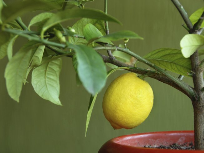 Снимка: istock