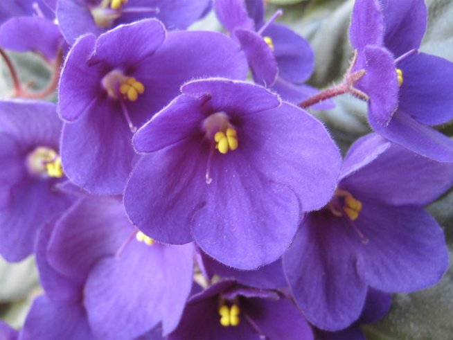 Снимка: Shu.com