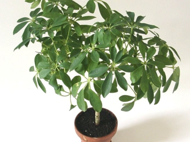 Снимка: Wikimedia Commons