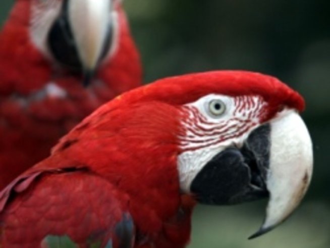 Необичайните домашни любимци, които децата обожават