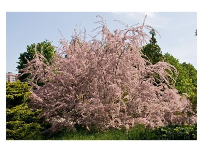 Снимка: Wikimedia Commons