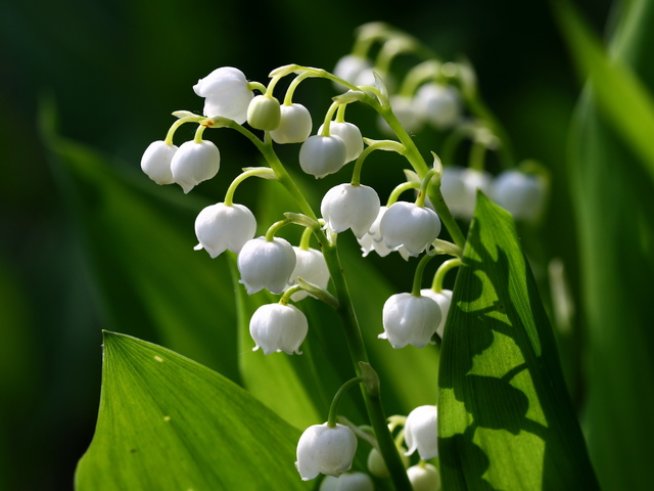 Снимка: Wikimedia Commons