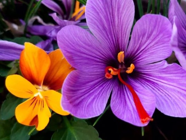 Снимка: Силвия Грозева