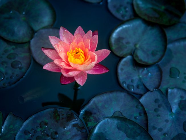 Снимка: Istock