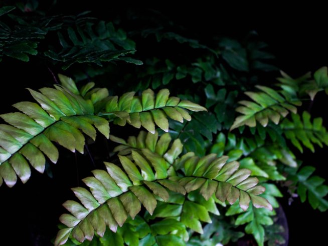 Адиантум; снимка: istock