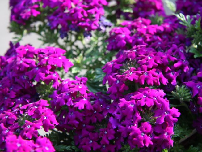 Снимка: Wikimedia Commons