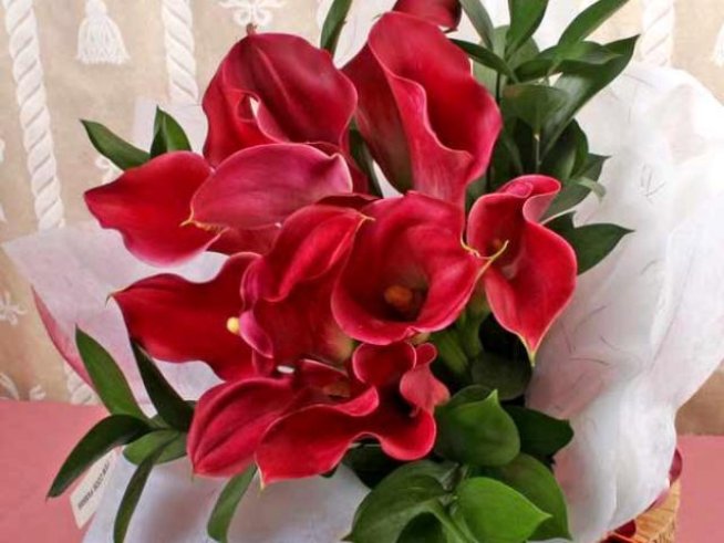 Червена кала. www.sxc.hu