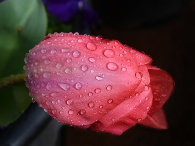 Снимка: pixabay