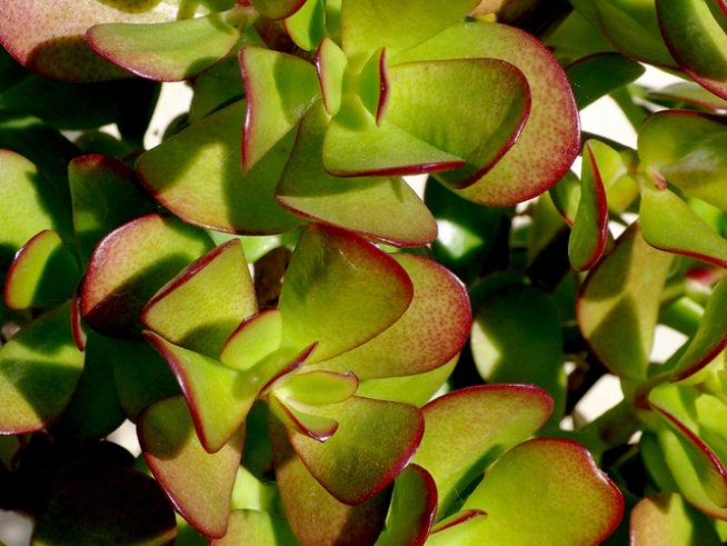 Снимка: wikimedia commons