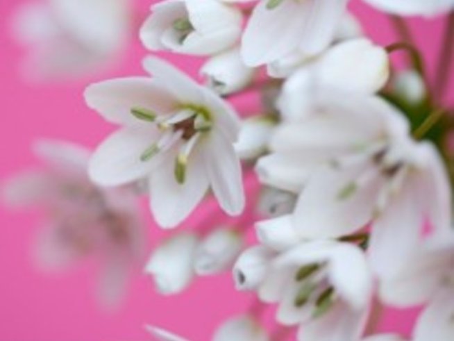 24 януари – Честит имен ден на Ксения, Оксана