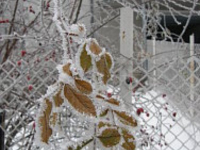 Снежната кралица и ние