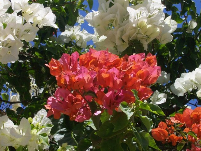 Снимка: Sxc.hu