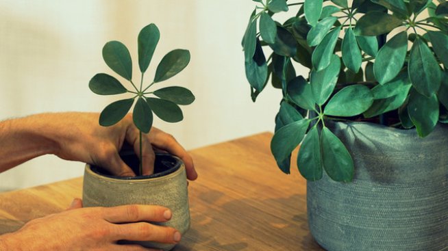 Как да отглеждаме шефлера?Снимка: istock