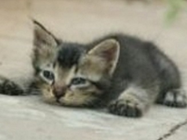 Жестокостта към животните трябва да се инкриминира