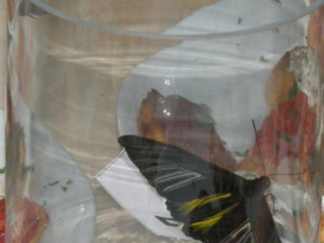 Пеперудите на блондинката Олга