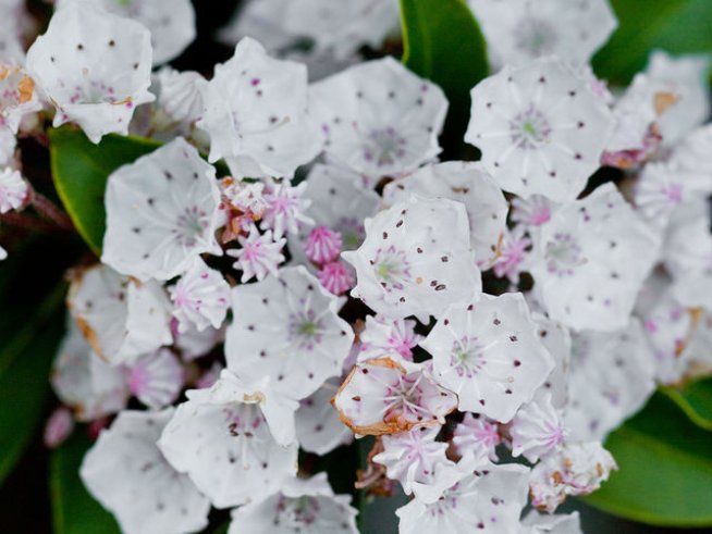 Снимка: Wikimedia Commons