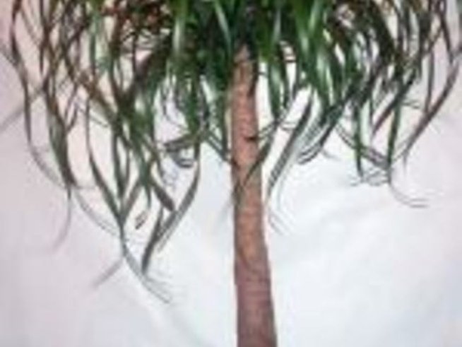 Нолина (Бокарнея)