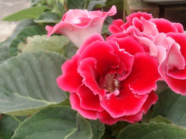 Снимка: Wikimedia Commons