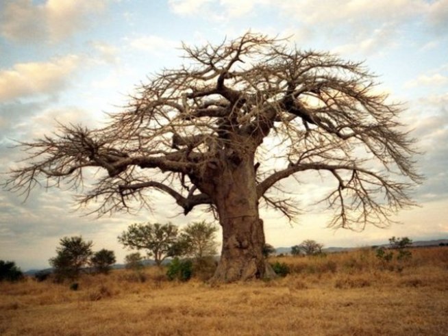 Снимка: freeimages.com